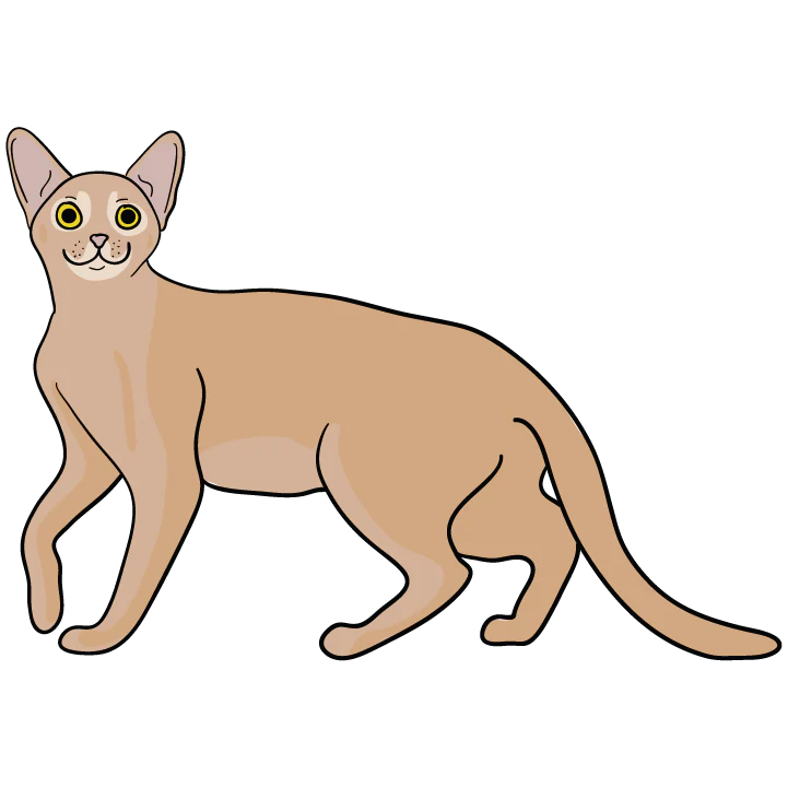 Abyssinian - Image 3